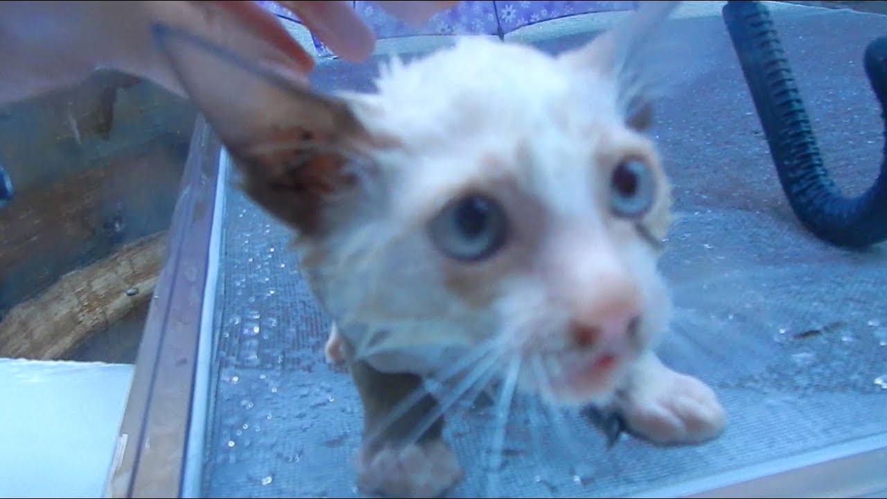 Saving Drowning Kittens