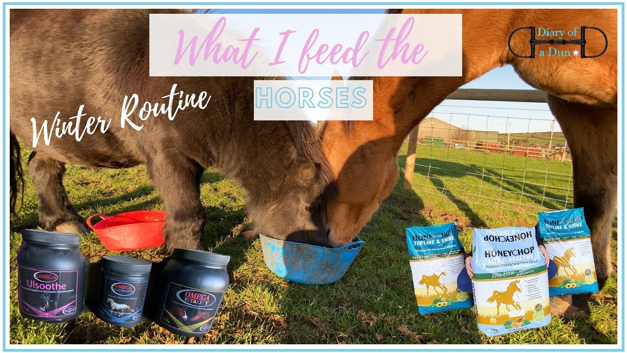 WHAT I FEED MY HORSES ~ Winter Routine ~ Diary Of A Dun