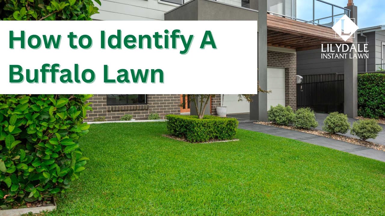 How to Identify Buffalo Grass