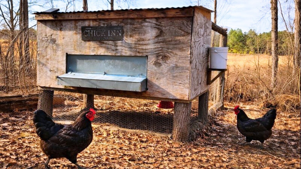 DIY Log Chicken Coop: $300 Budget Build That&rsquo;ll Last 10+ Years