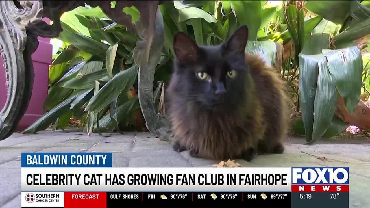 Fairhope's celebrity cat has a growing fan club