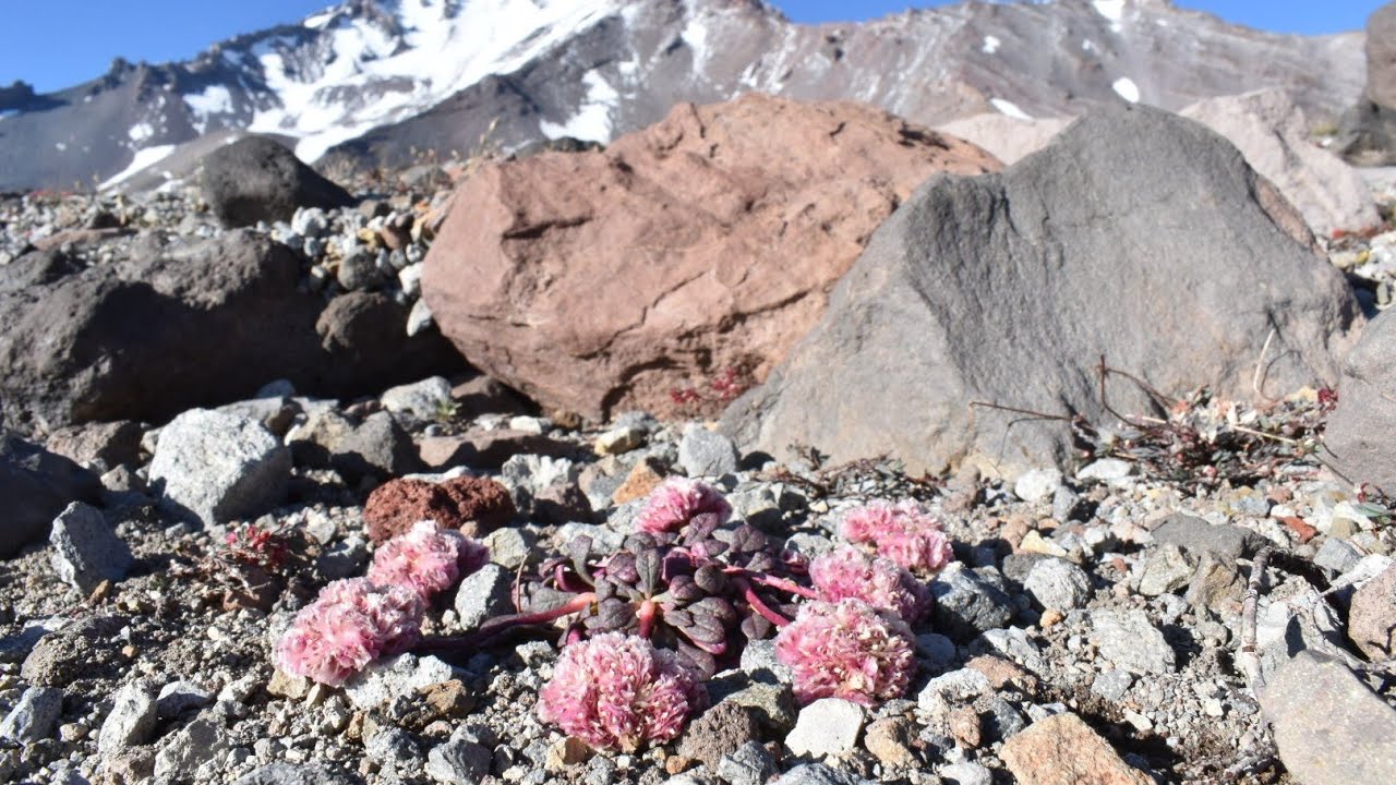 (#173) Obscure Daisies, Weird Anemones, Volcanic Fields & Lightning Rocks