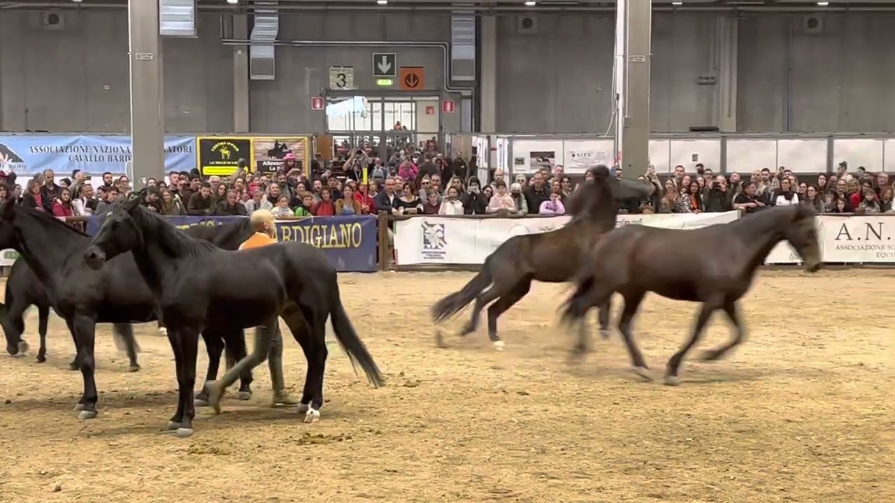 Fiera Cavalli Verona 2022 #cavallinodimonterufoli #cavallomaremmano #maremma #toscana #cavalli