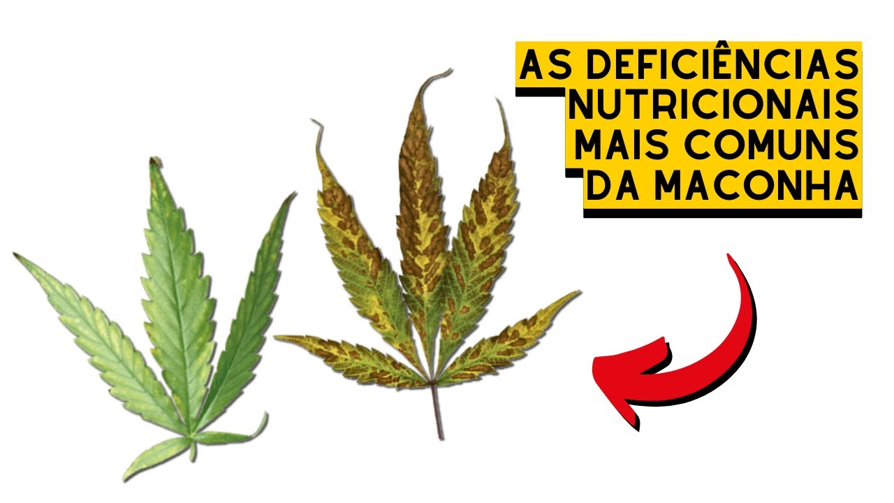 APRENDA a IDENTIFICAR as DEFICIÊNCIAS MAIS COMUNS da CANNABIS