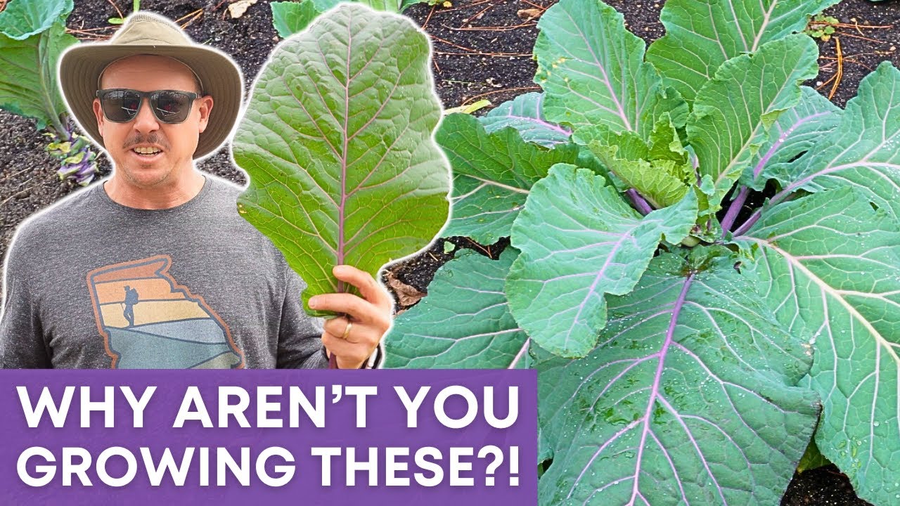 The ULTIMATE SUPERFOOD That Belongs in Every Garden!