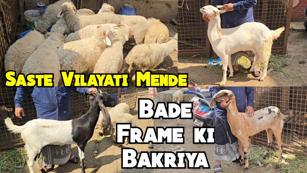 Saste Vilayati Mende | Vilayati Baby Sheep Available in Hyderabad | Bade Frame Ki Bakriya Ramnagar