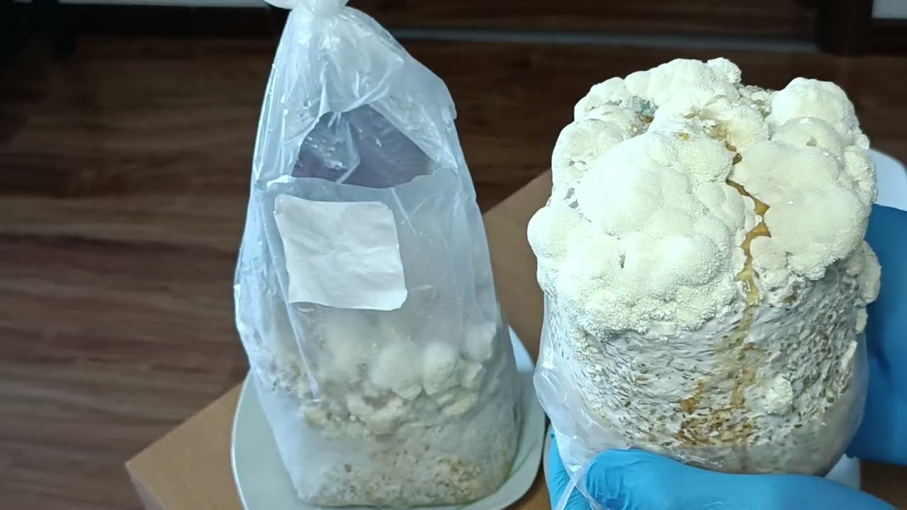 Культивирование Ежовика гребенчатого на буром рисе