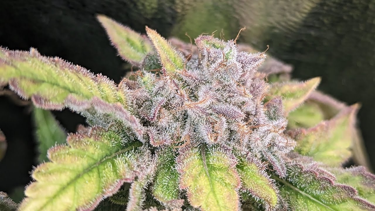 Choc Mint OG 3x3 Harvest Day Mars Hydro