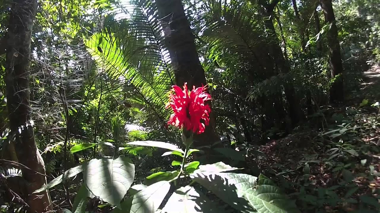 Mount Makiling, Laguna, Philippines