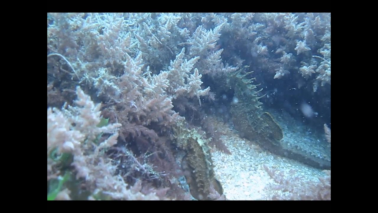 Mergulho praia de Galapos - Arrábida