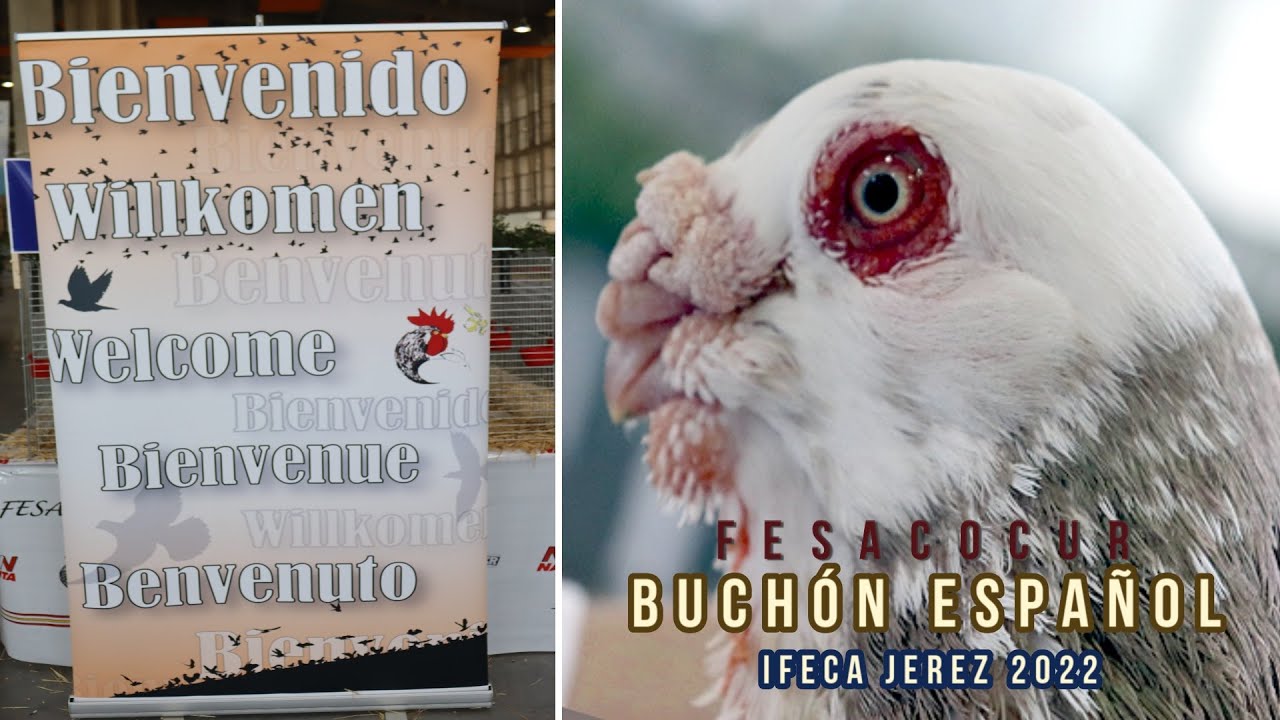 Buchón Español Colombicultura Fesacocur Jerez 2022