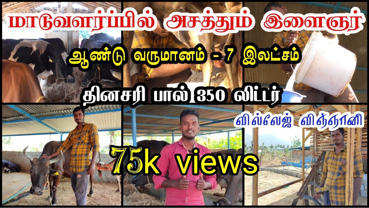 மாடுவளர்ப்பில் அசத்தும் இளைஞர் || ஆண்டு வருமானம் - 7 இலட்சம் || தினசரி பால் 350 லிட்டர் ||
