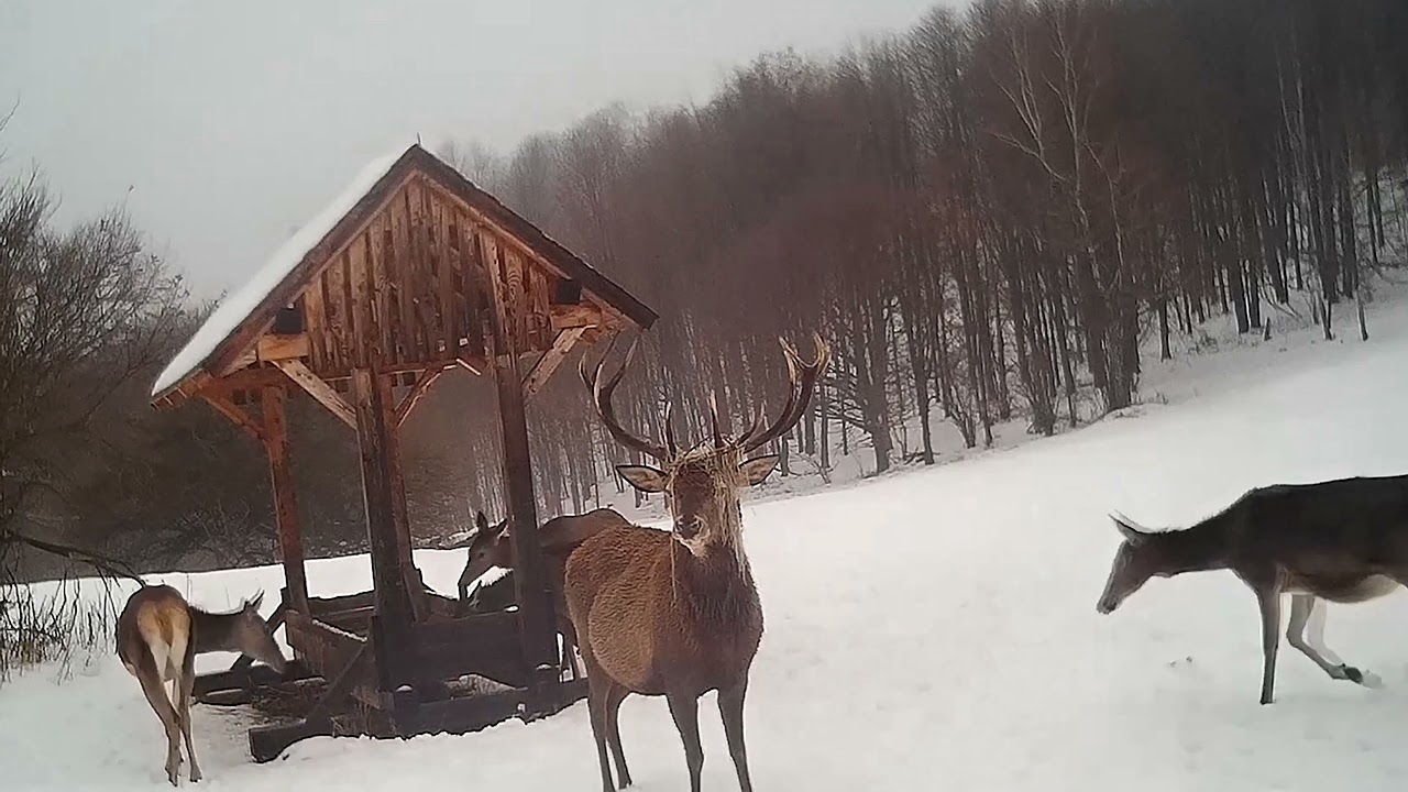 N. P. Mur&aacute;nska Planina-Posledn&aacute; Slovensk&aacute; Divočina