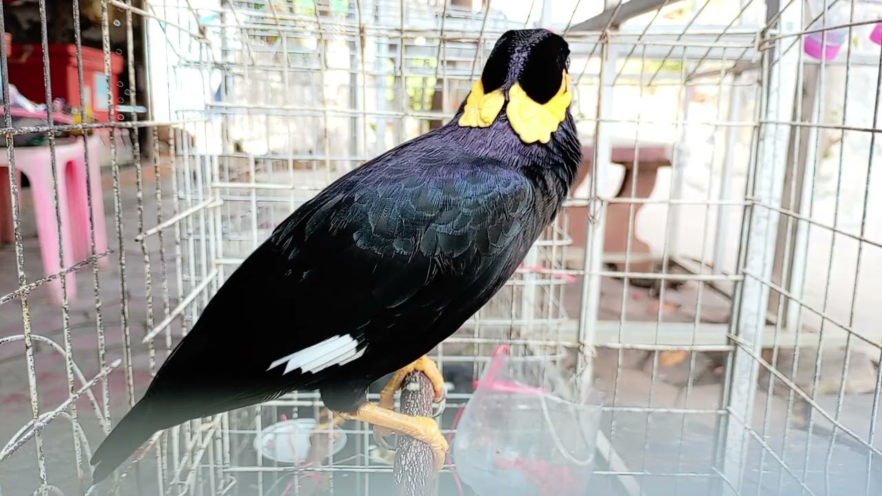 Full clip7 of bread eating,sarika keo voung,​birds, #birds, #pet, #animalshome, #animals. 