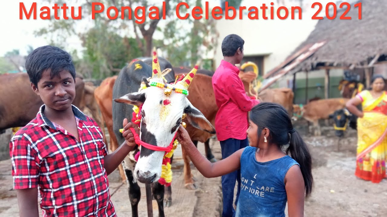 Mattu Pongal celebration 2021- My home
