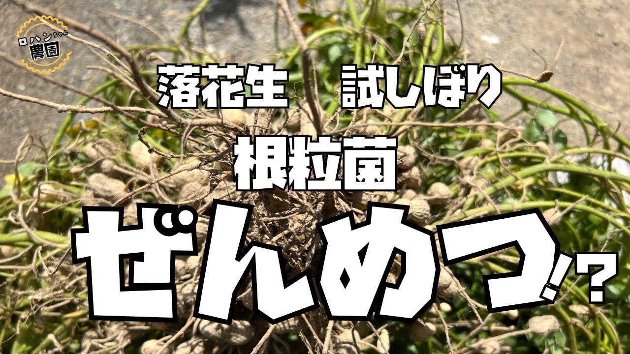 【落花生】試しぼり　収穫まであと何日？　根粒菌はどこいった？【落花生　収穫】【栽培】【農家の家庭菜園】