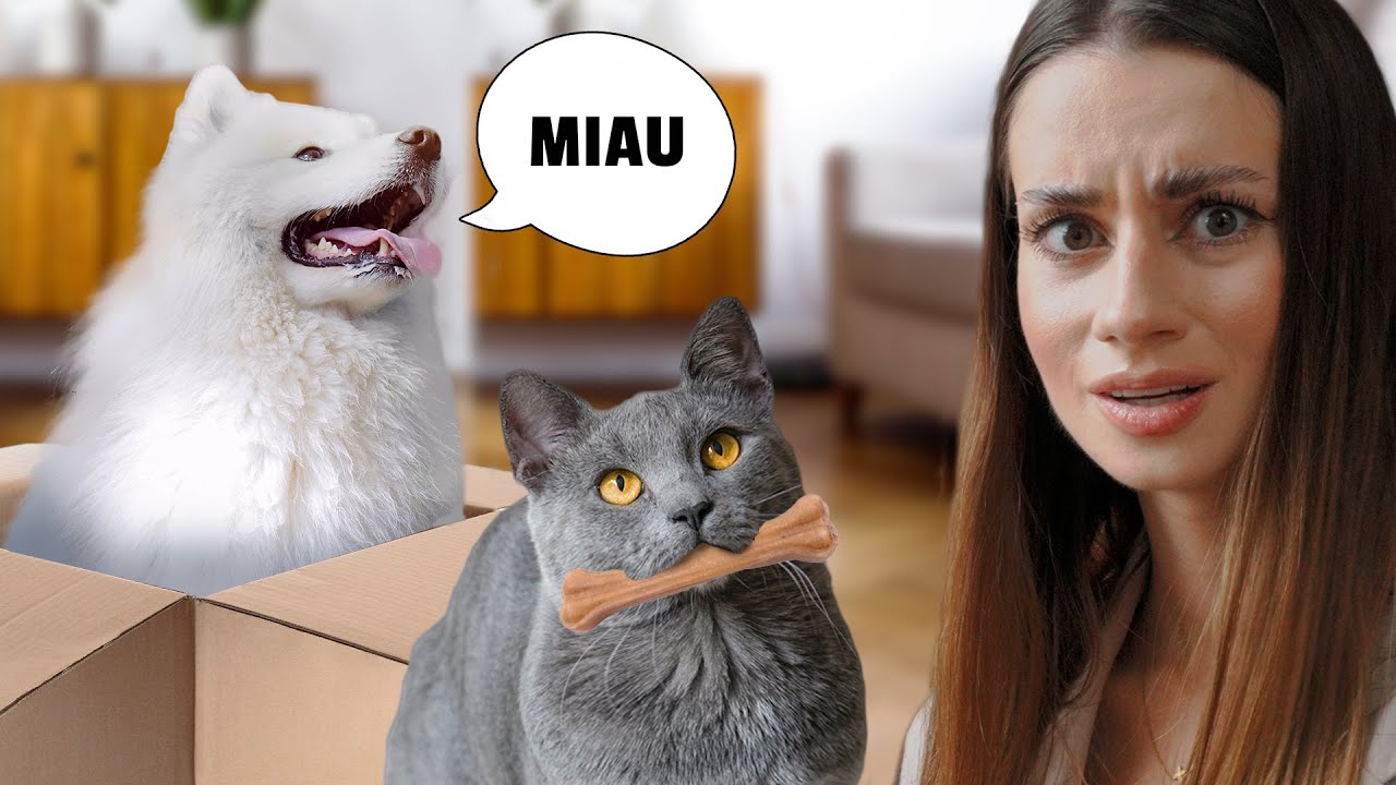 PIES I KOT: ZAMIANA R&Oacute;L