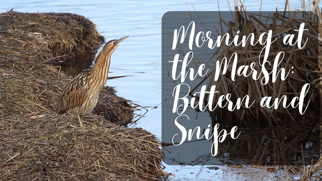 BirdWatching hide : observation of reedbed birds