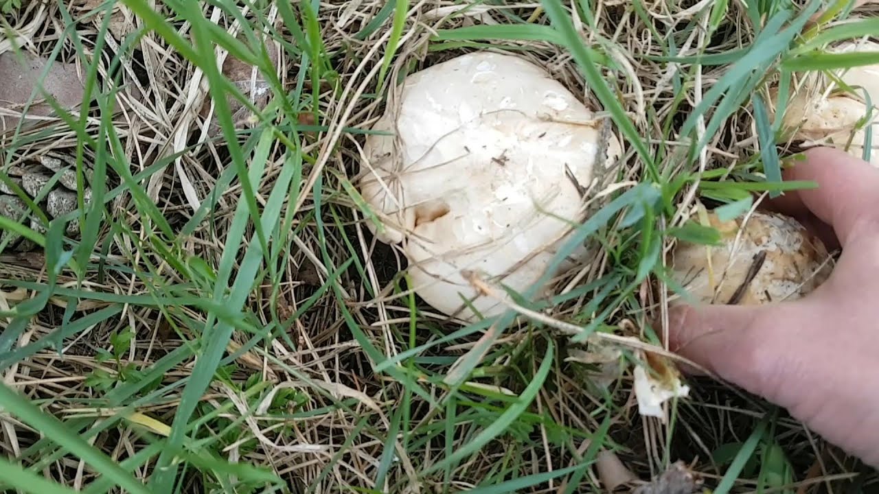Finally St. George's mushrooms