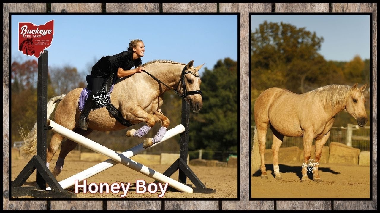 Honey Boy | 5 Yr | AQHA | Gelding | Palomino | Cowgirl Cadillac Sale | Versatile | Kid Safe |