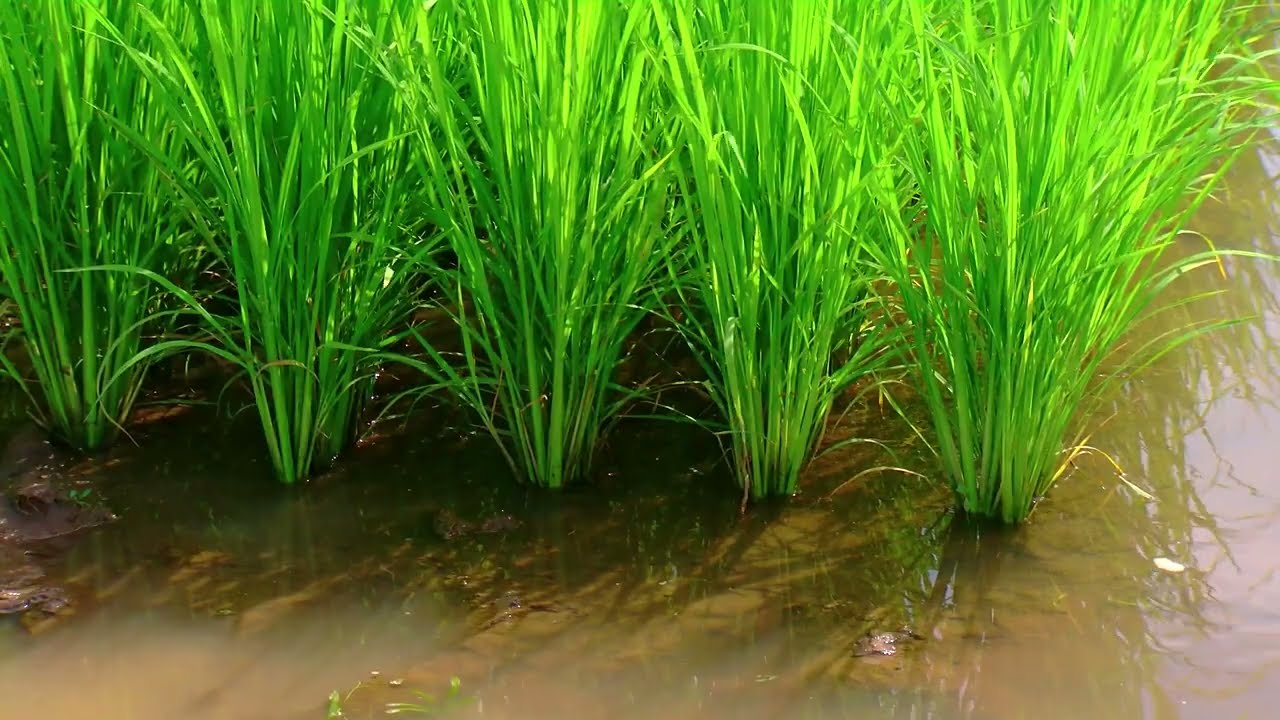 PROYECTO - MAS ARROZ CON MENOS EMISIONES Y MENOR CONSUMO DE AGUA