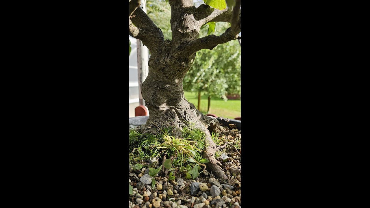 Bergahorn - Acer pseudoplatanus