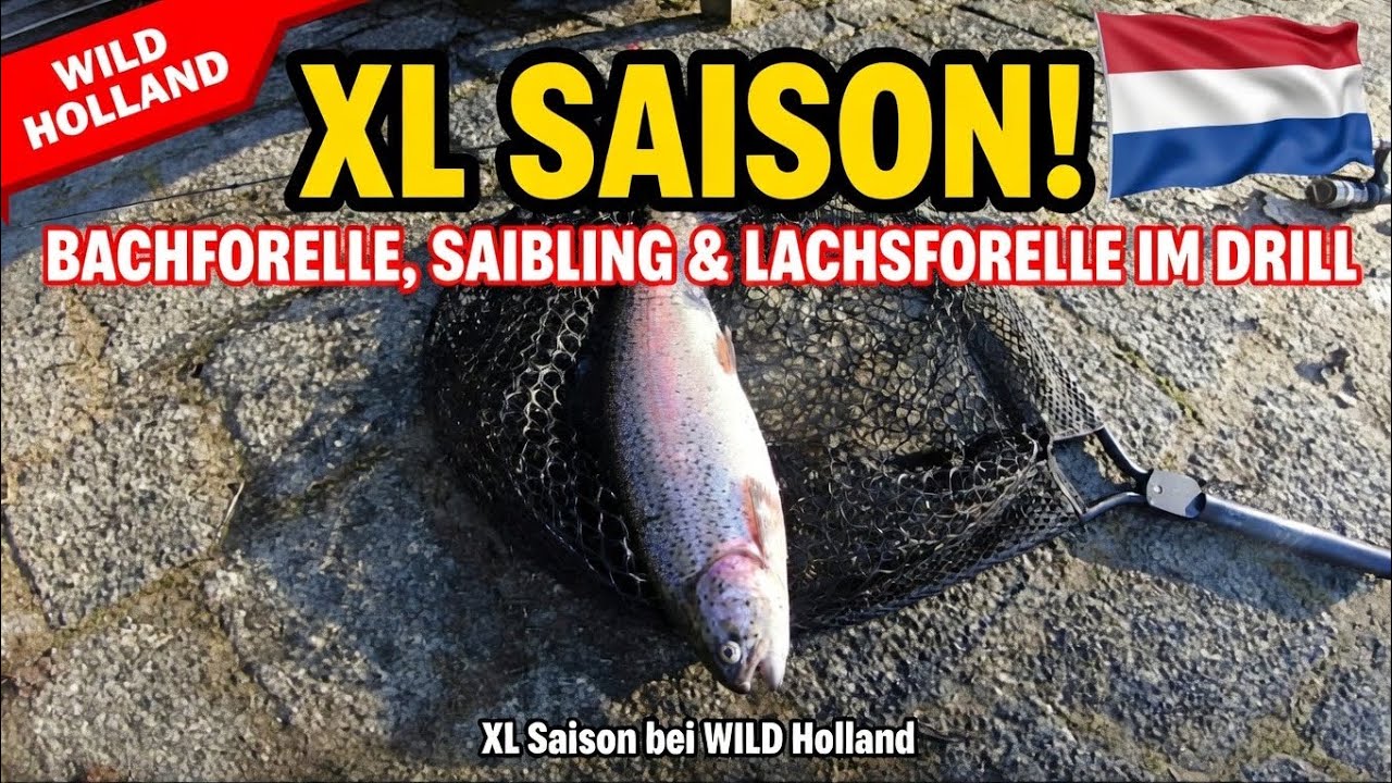 Forellenangeln (XL Saison) bei WILD in Holland! Bachforelle, Saibling und Lachsforelle im Drill! 🎣