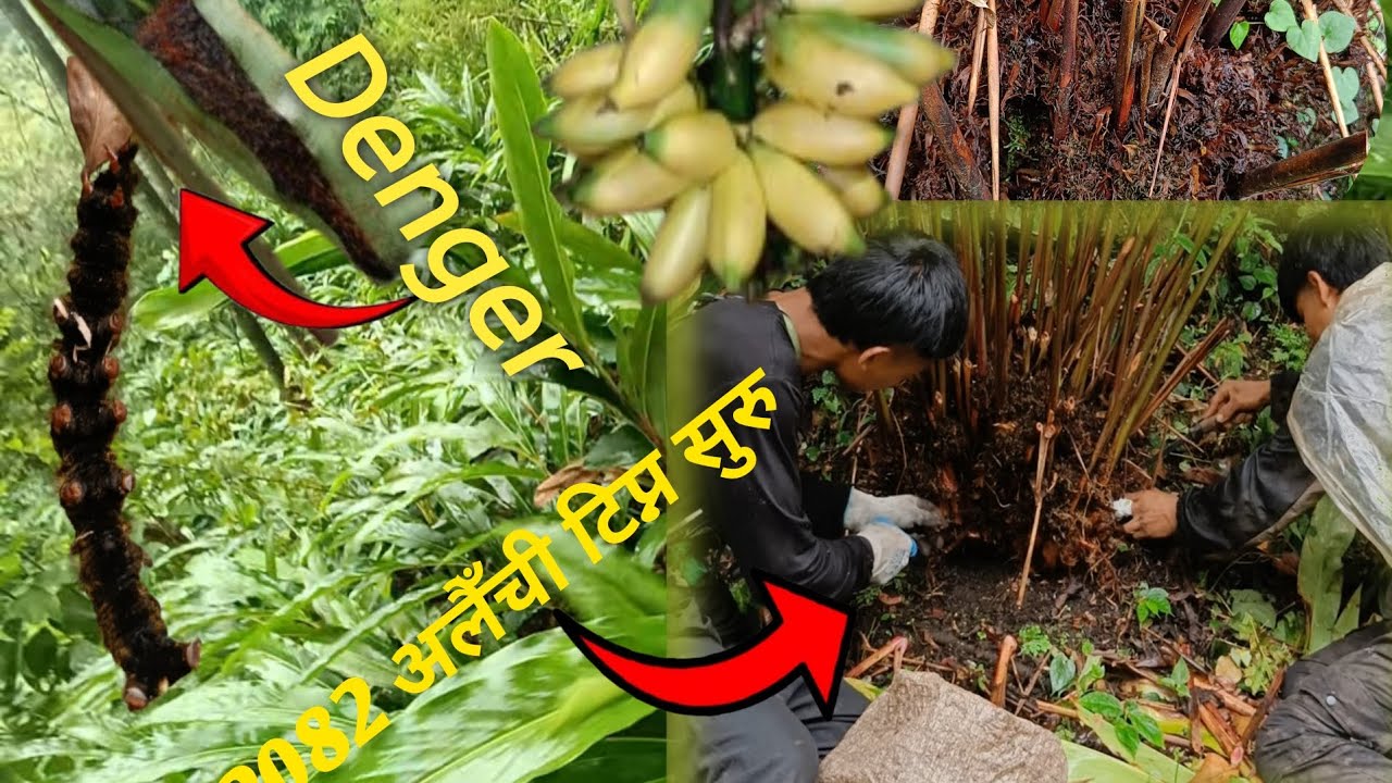 2082 अलैँची टिप्न सुरु (Cardamom picking begins)