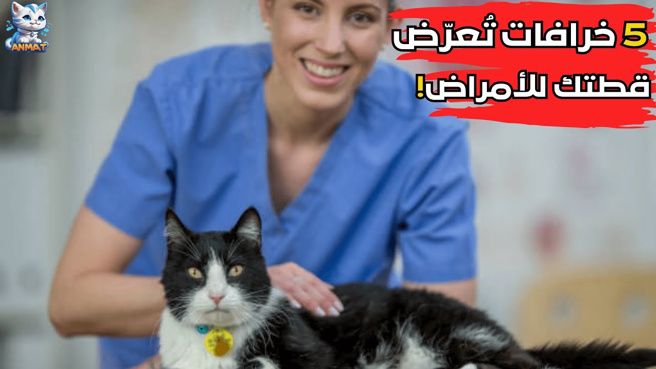 5 خرافات قد تُعرض قطتك للخطر:كل ما يجب معرفته عن تطعيم القطط🐈