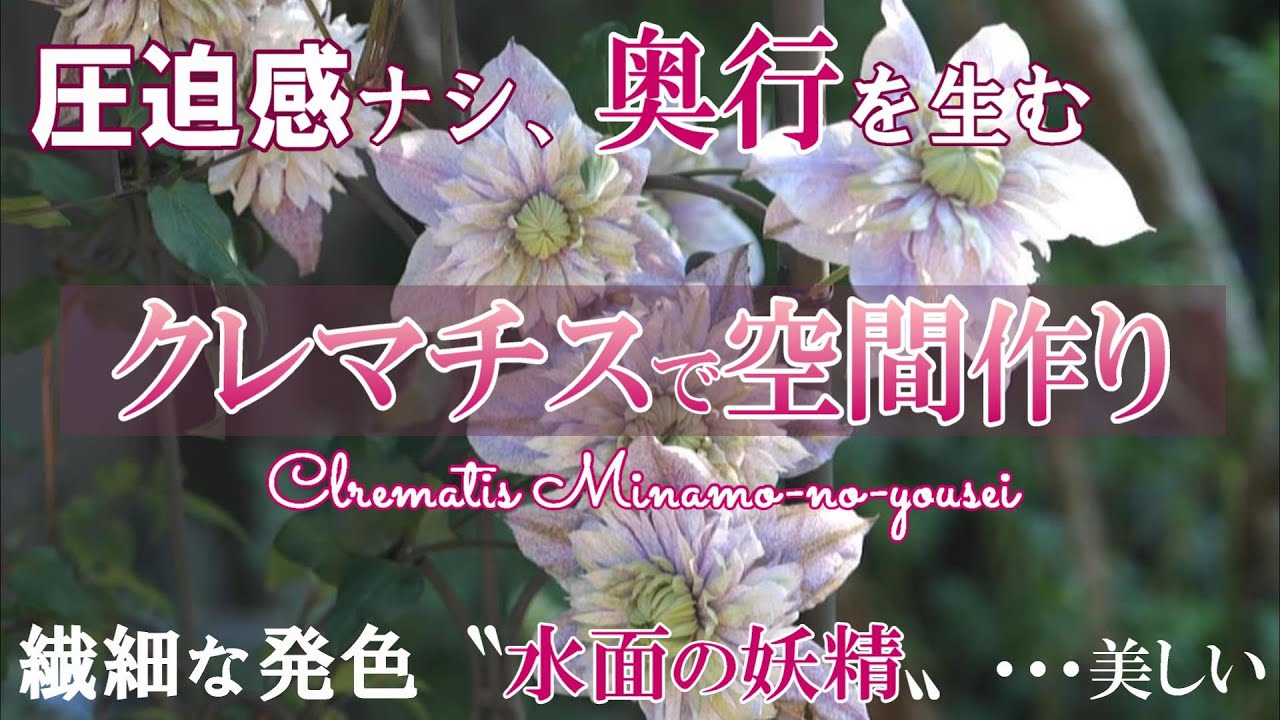 【奥行感】クレマチスで圧迫感の無い空間作り｜カラーリーフガーデン｜５月上旬の庭｜ガーデニング