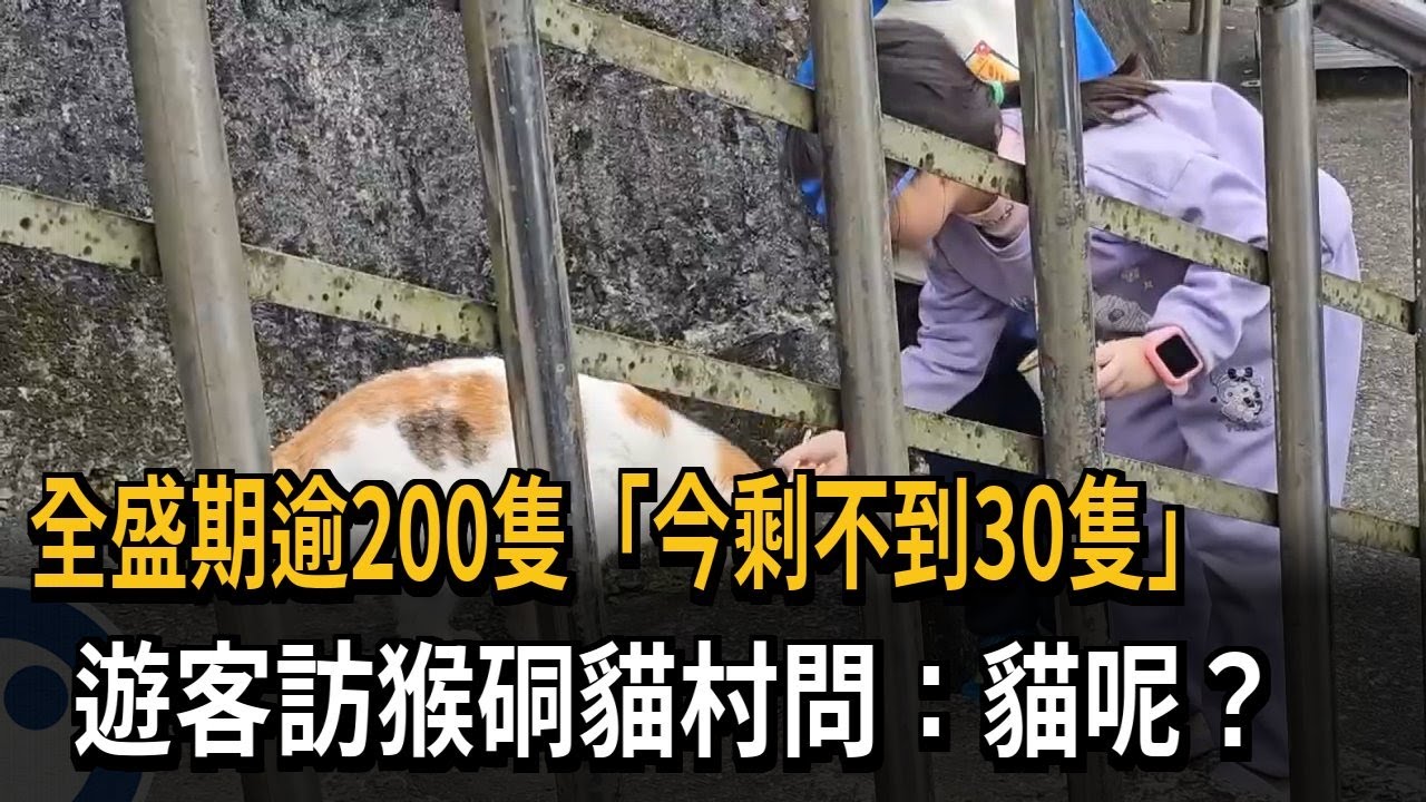 全盛期逾200隻「今剩不到30隻」　遊客訪猴硐貓村問：貓呢？－民視新聞