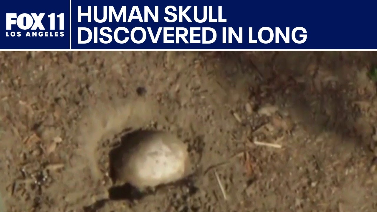 Human skull discovered in Long Beach park