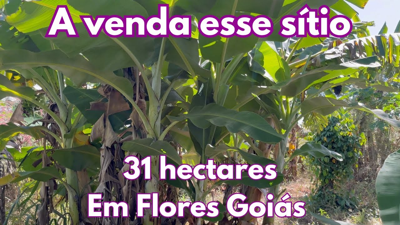 A venda esse sítio de 31 hectares - Em Flores Goiás NÚMERO NOVO!!! (61) 99056041