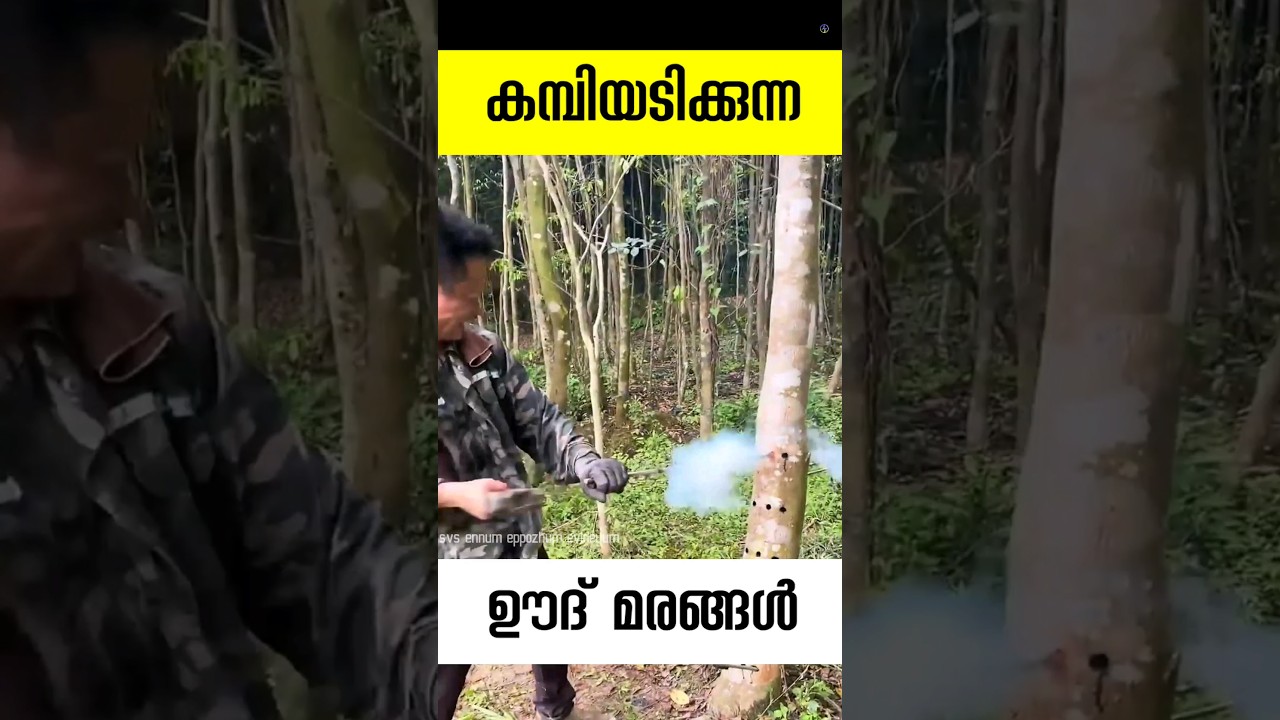 Trees that are tapped for oud Agarwood tree oud tree malayalam facts short
