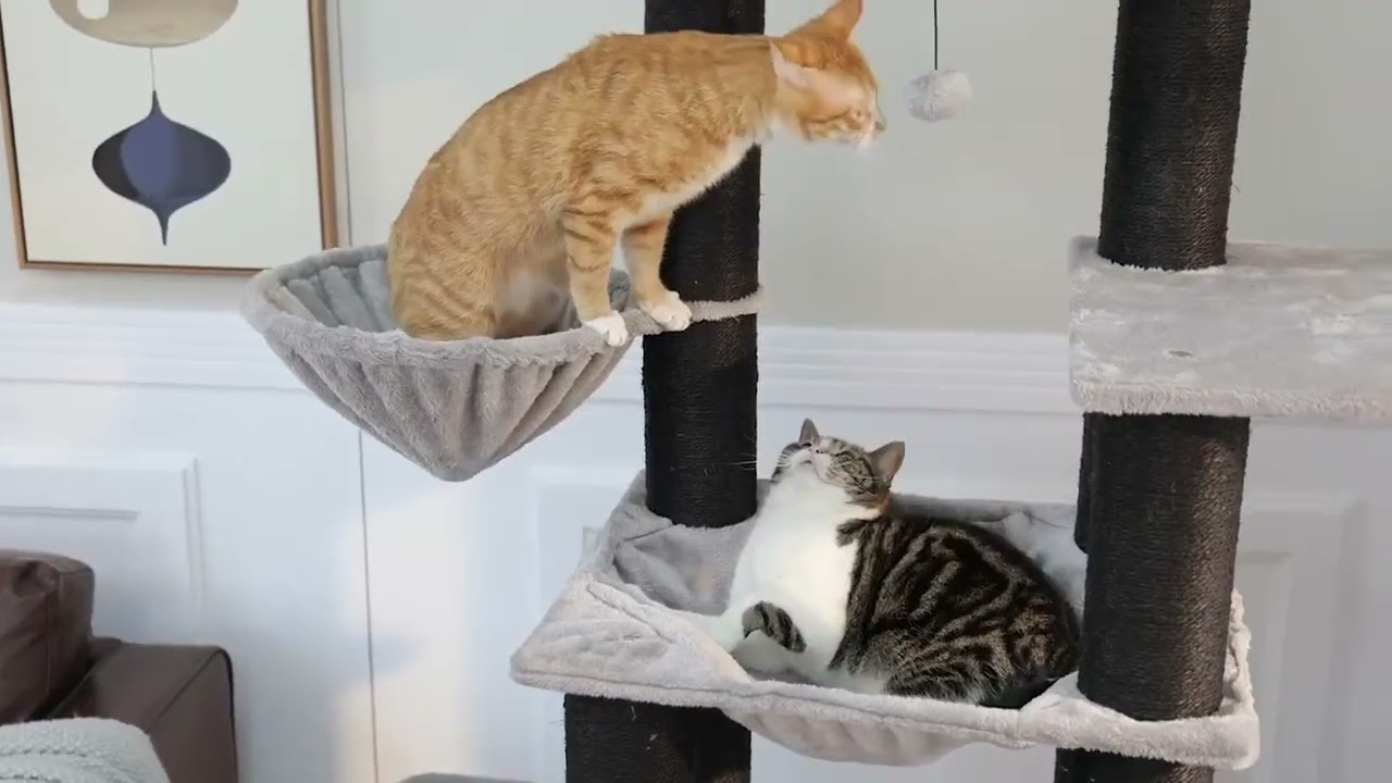 Maine Coon Play Tower – Robust XXL Scratching Post for Large Cat Breeds