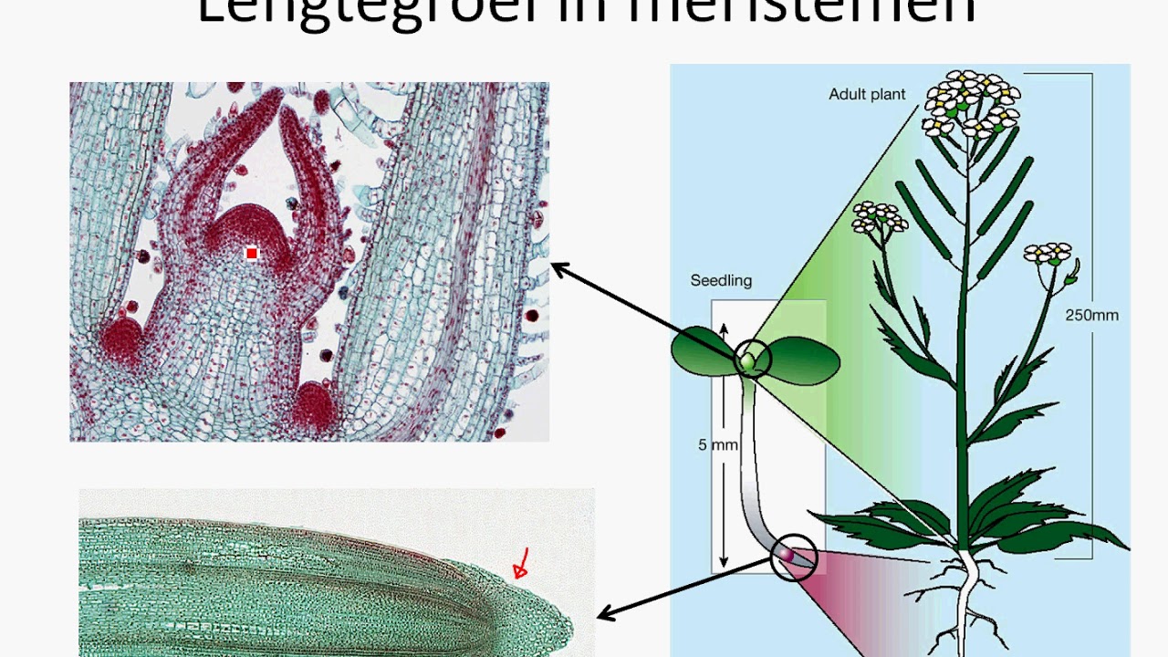 5V planten (1: anatomie en groei)
