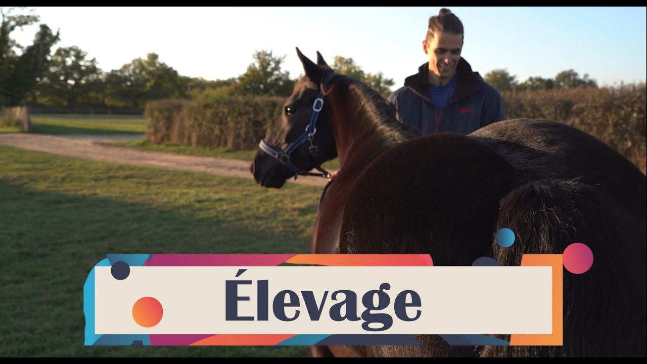 La Grande Semaine Attelage 2025 : Elevage Merens