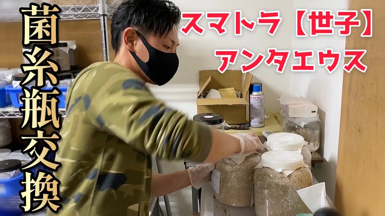 スマトラ3本羽化のコツは幼虫の〇〇です。