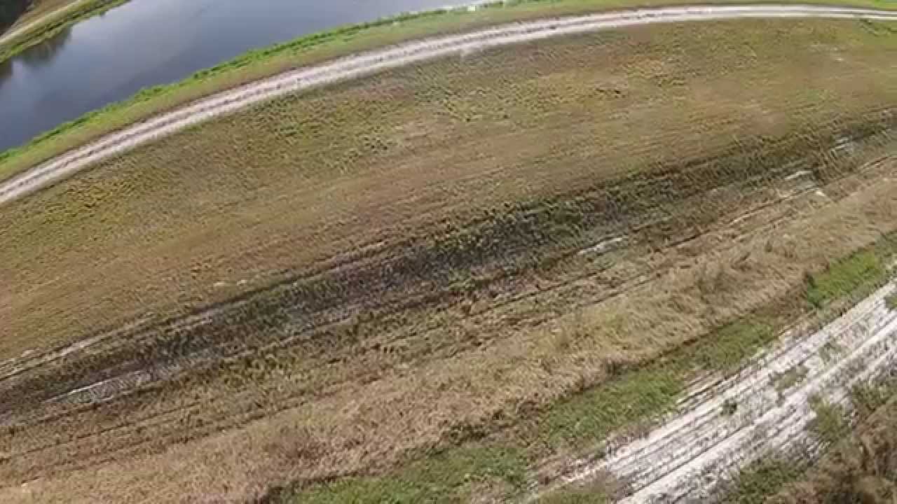 drone video of 2 florida panthers