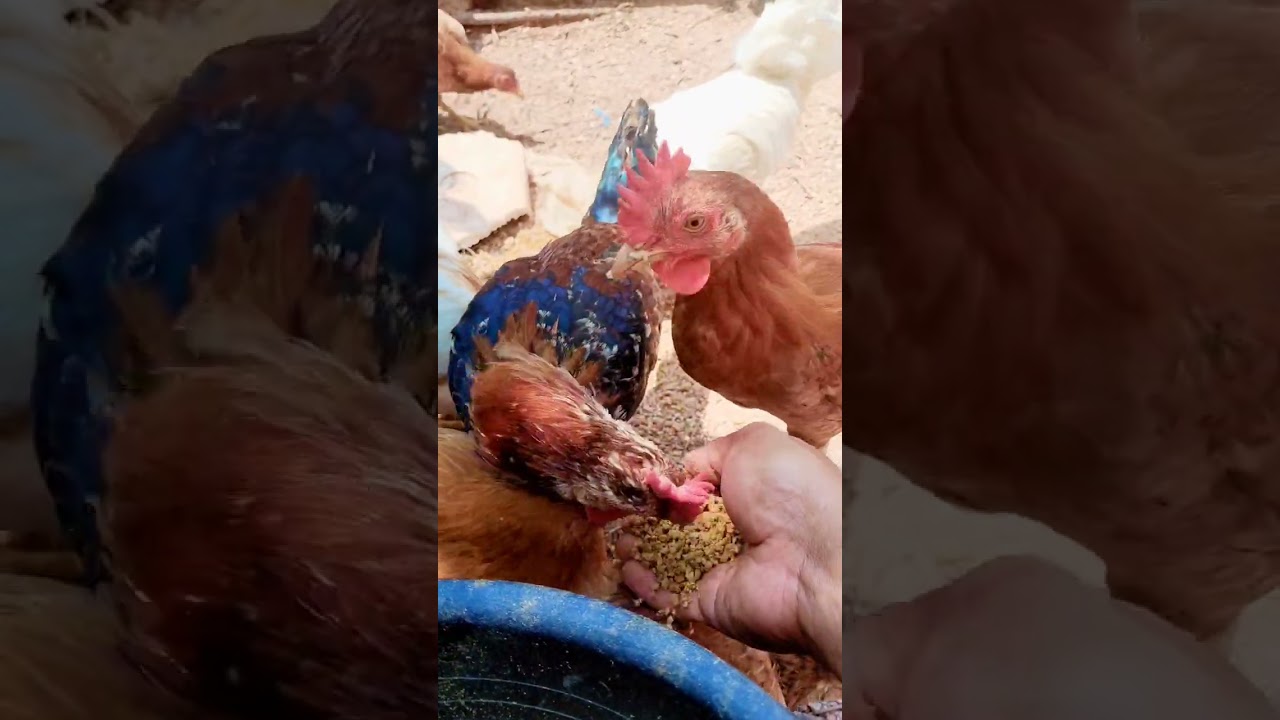 Ayam hias 🐔 √ Kasih makan biar tenang #ayamelba