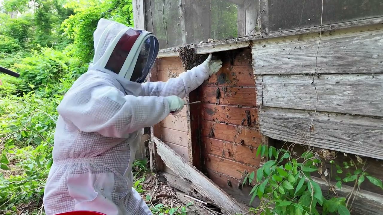 Bee colony removal 