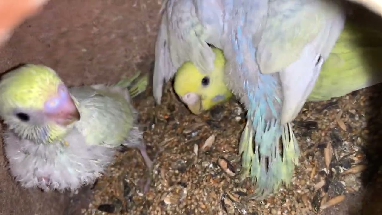 PRODUCTION UNIT 2 update|| RAINBOW BUDGIES 03472433231 WhatsApp #rainbowbudgies #budgies #parrot