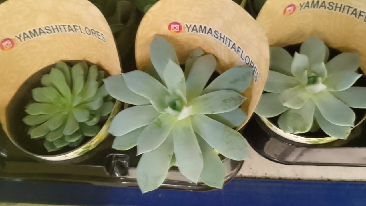 #Suculentas CARREFOUR viralvideo#plantas#casa#amizade 