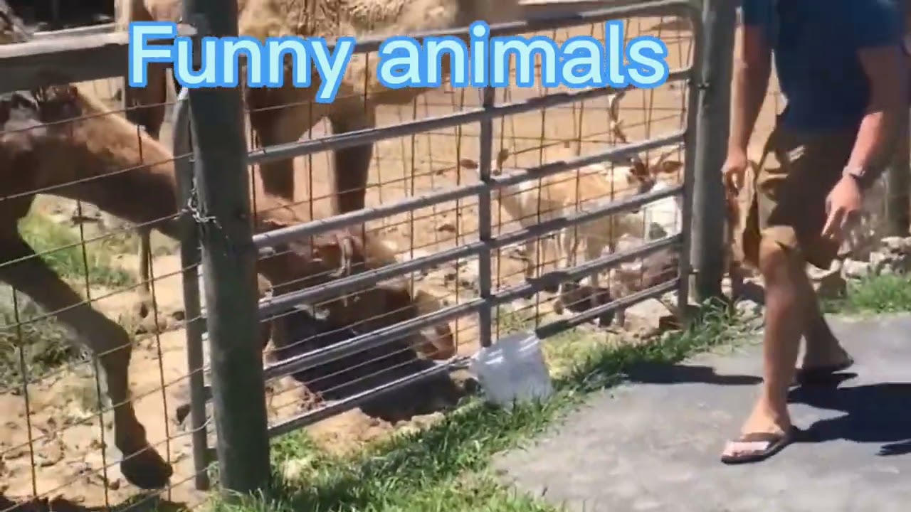 爆笑動物：各種動物捉弄人的搞笑瞬間！最後一個簡直絕了！#animals #funny #dog