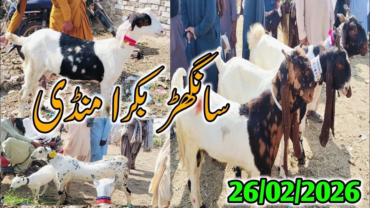 Bakra Mandi sanghar || Today Latest Update 2026