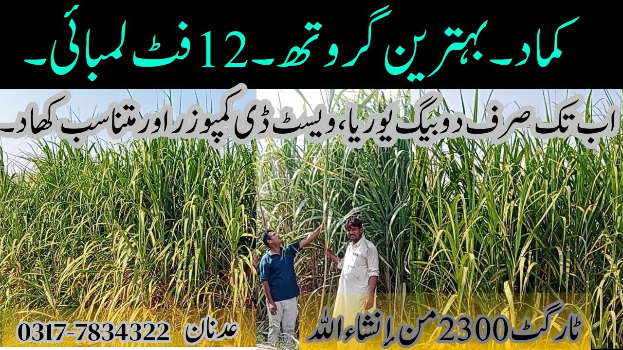 Target 2300 Maunds | Best Fertilizer Plan for Sugarcane | 12 feet Height | @CyberAgriExtension | OWD