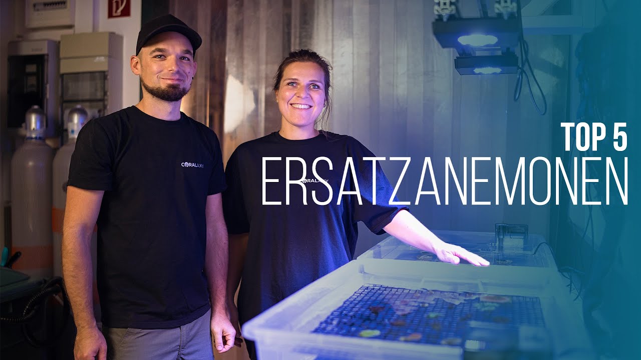 TOP 5 | Ersatzanemonen für Clownfische | Coralaxy