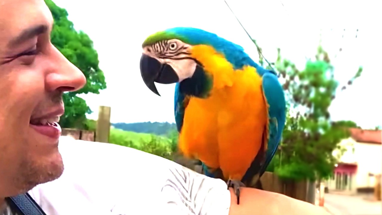 Help free our macaw! She was the town's mascot!