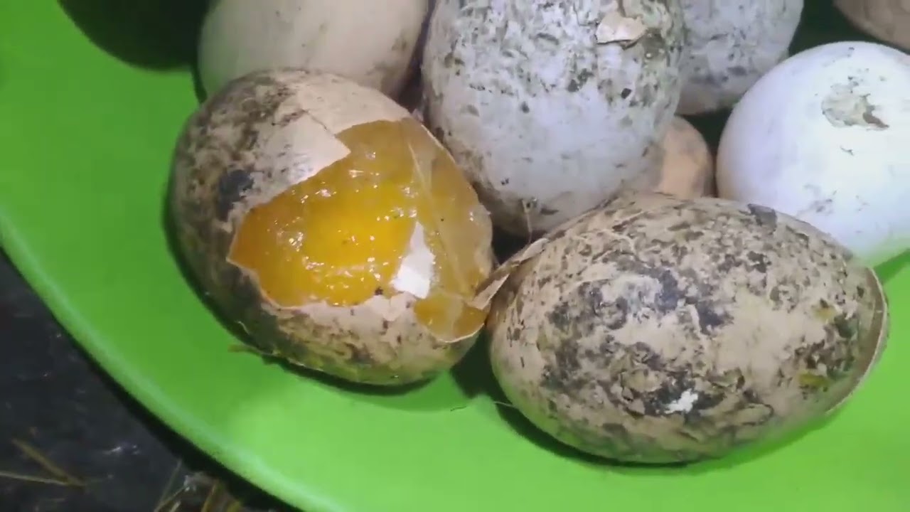 МОРОЗЫ, ЯЙЦА ПОЛОПАЛИСЬ, ЧТО С КУРАМИ???