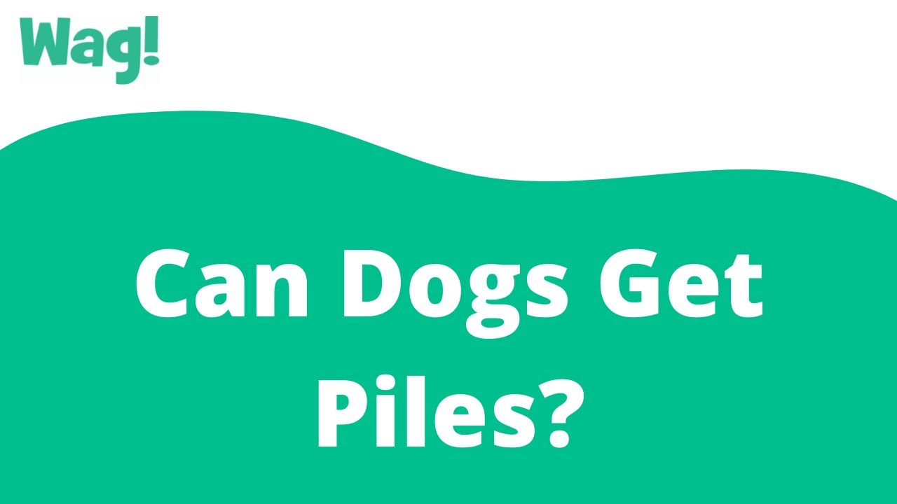 Can Dogs Get Piles? | Wag!